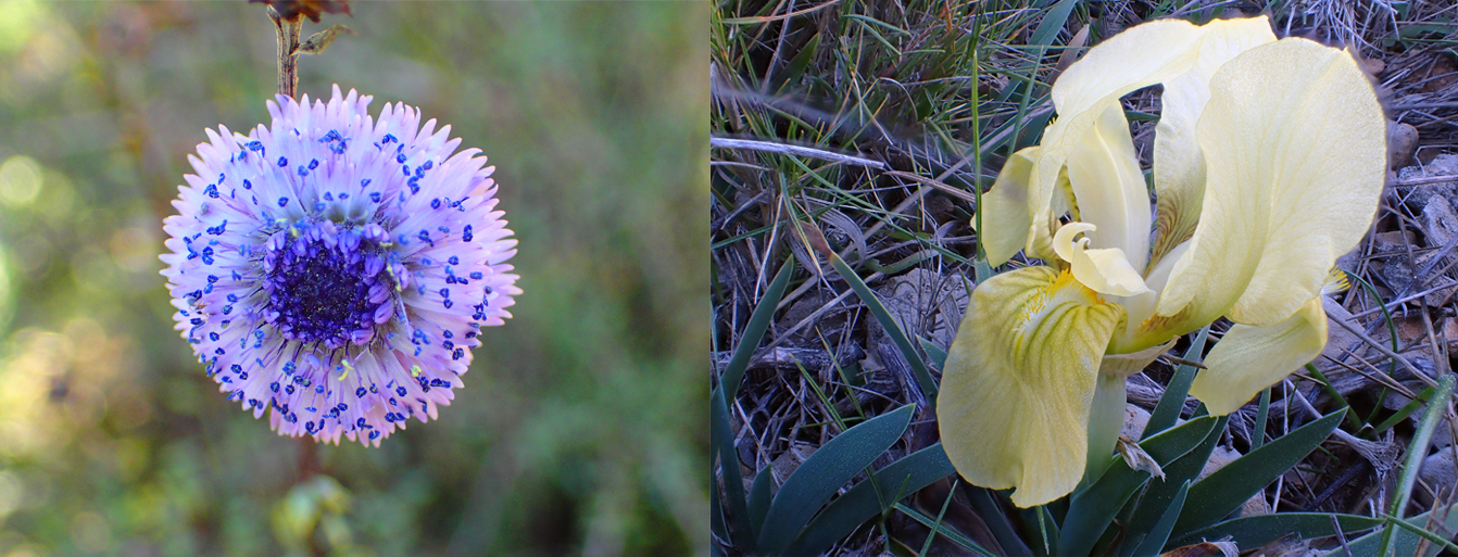Globularia et Iris, fleurs de la garrigue photo Mijo Gomez